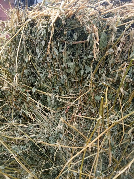 De vânzare baloți de lucernă coasa 2   300 și  coasa a3 3500  3500și f