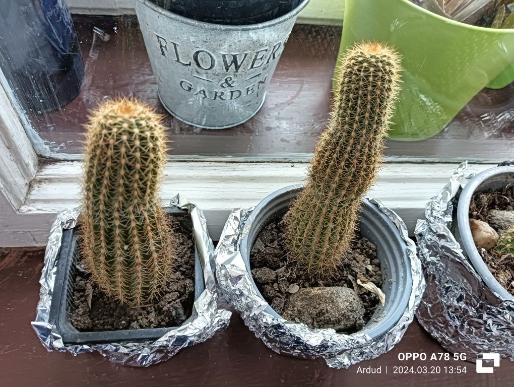 plante decor Cactus