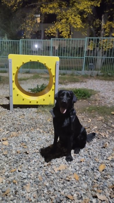 Вязка лабрадор ретривер