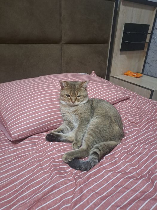 Aqilliy va toza mushuk