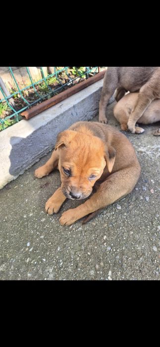 Se oferă spre adopție-metis amstaff
