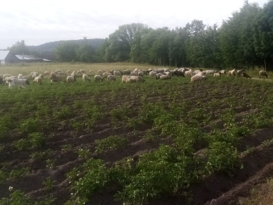 Vind oi de ținut