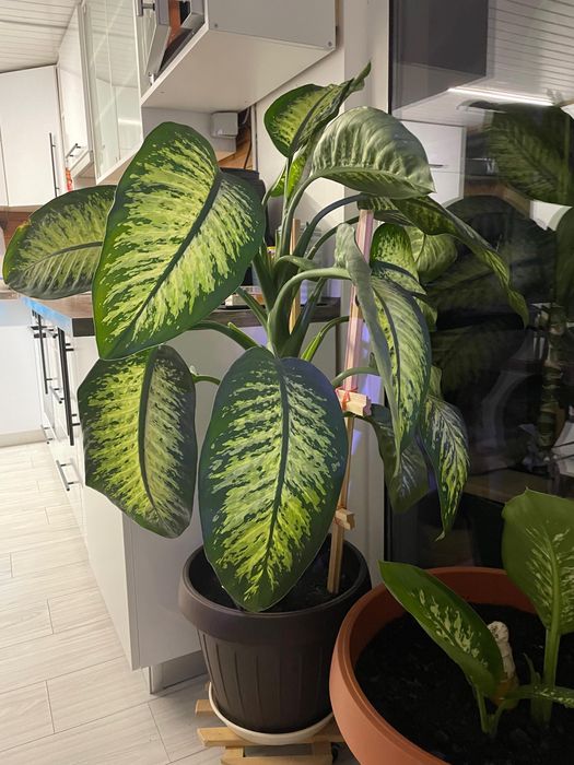 Floare Dieffenbachia