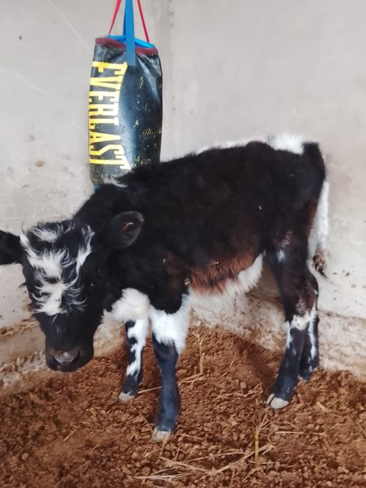 Продается бычок. Порода хороший.