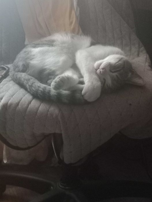 пропал кот по кличке барсик в Турксибском районе