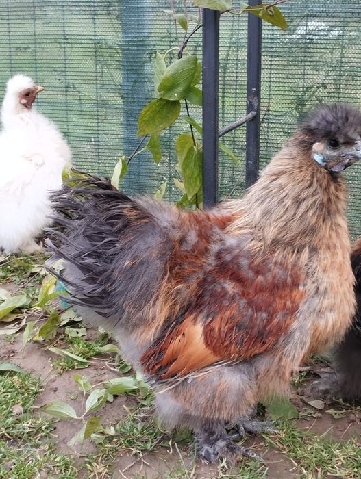 Gaini mii de flori, Cochinchina si matase