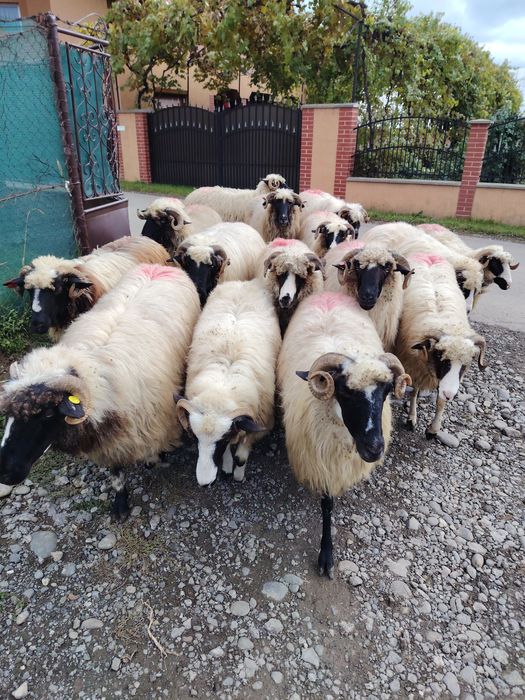 Disponibile 16 bucăți.