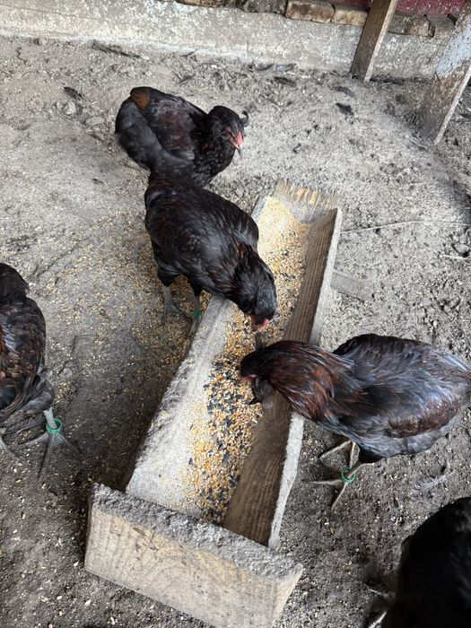 Vand cocosi Araucana