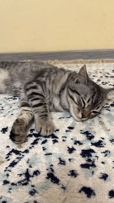 Отдам котика, бесплатно
