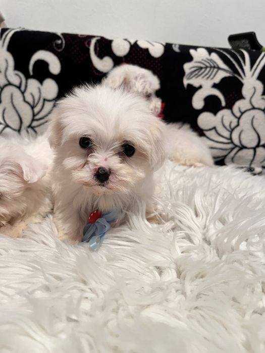 Vand bichoni maltezi