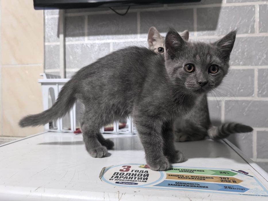 Продаётся котёнок шотландской породы Скотиш страйт