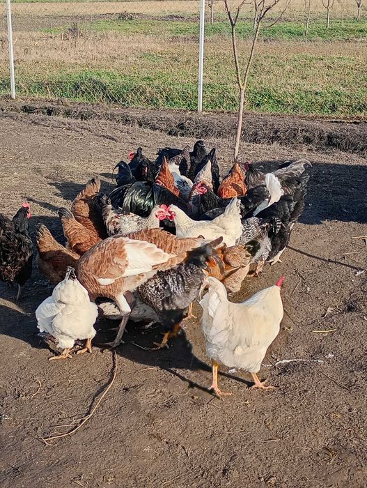 Păsări de vânzare