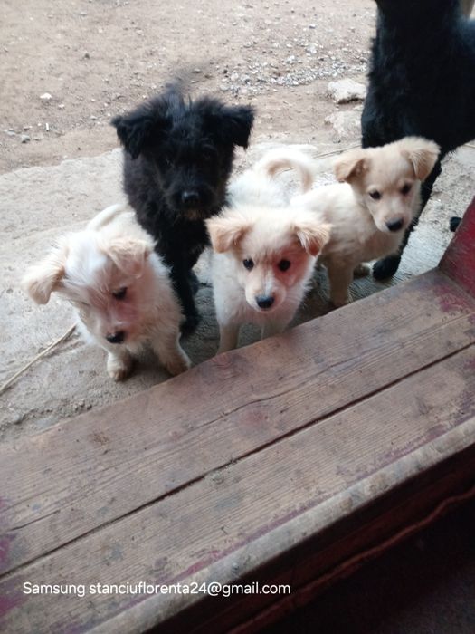 Cățeluși pentru adoptat