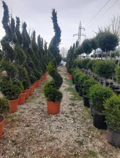 Plante Decorative Oriunde in tara! Gazon Rulou