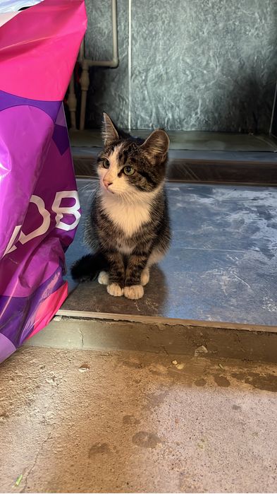 Отдам котенка девочку