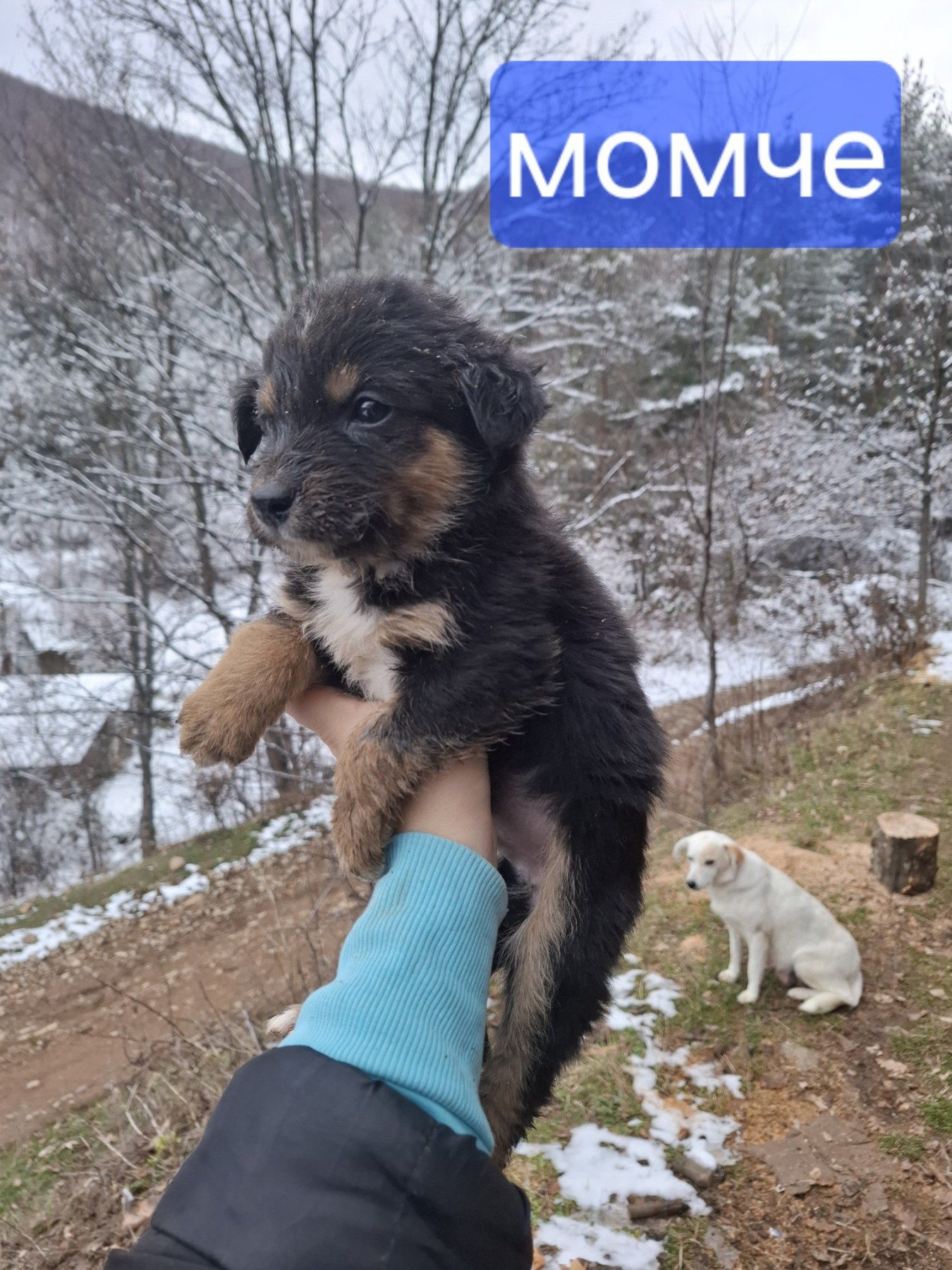 Подарявам кученца