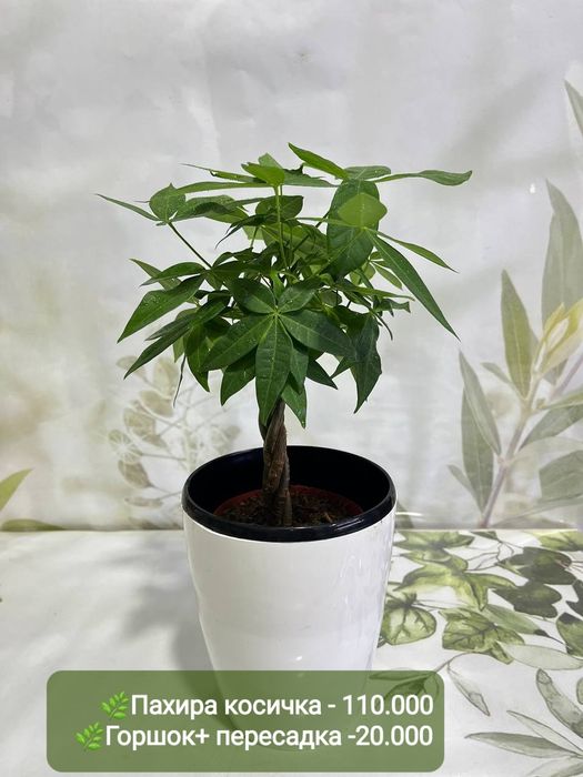 Крассула, Калатея фьюжен, Асплениум и др