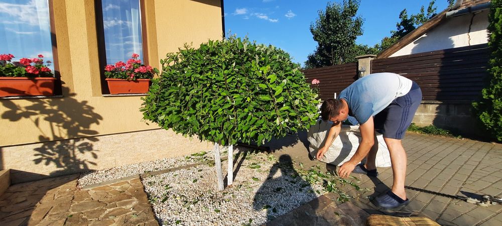 Întrețin spatii verzi, scarificat etc.