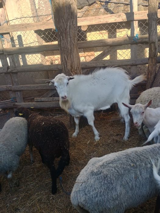 Țap în vârstă de 2,5 ani