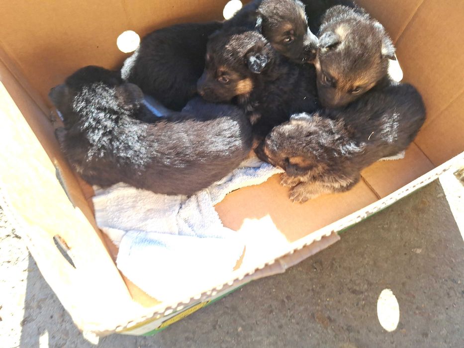 Кученца от Немска овчарка