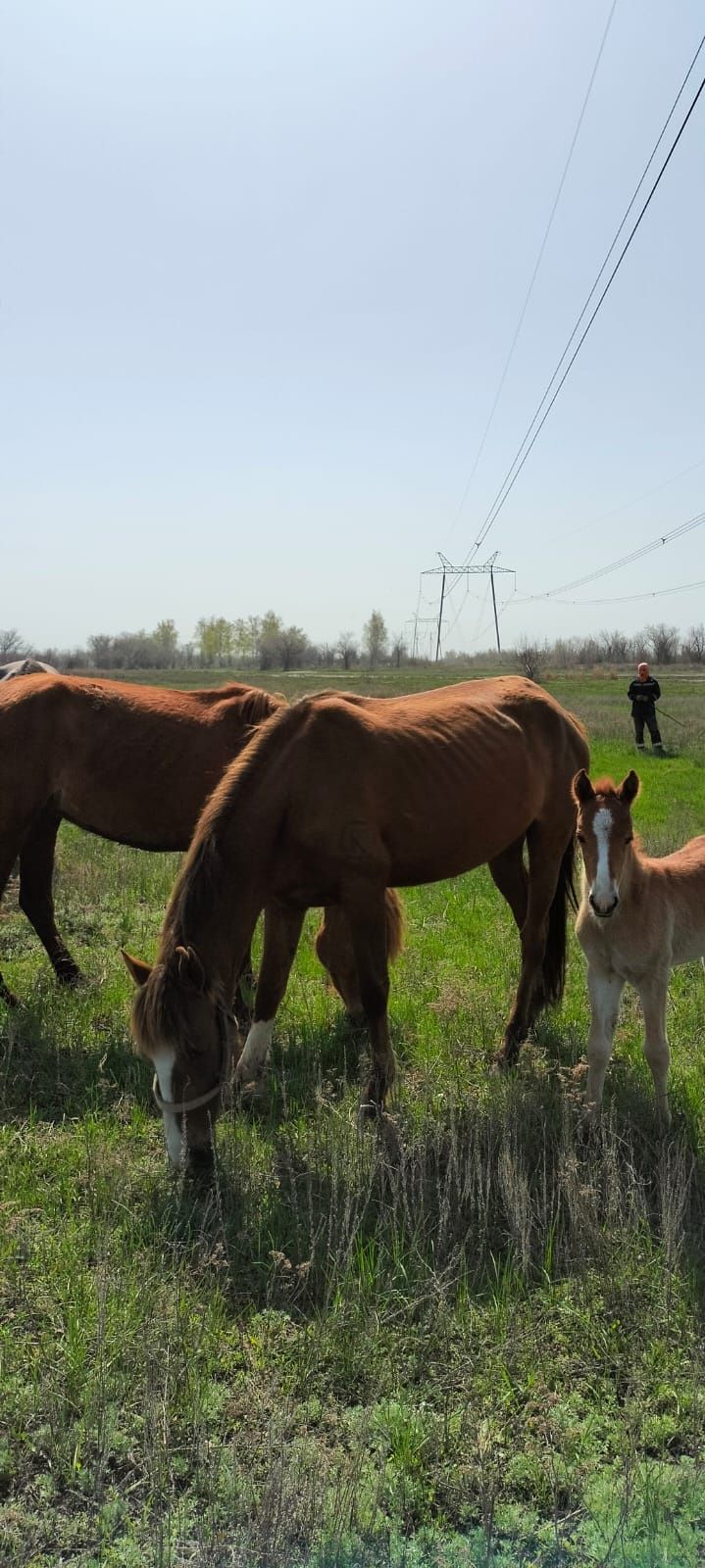 Жуас міңгі құлынды байтал сатылады