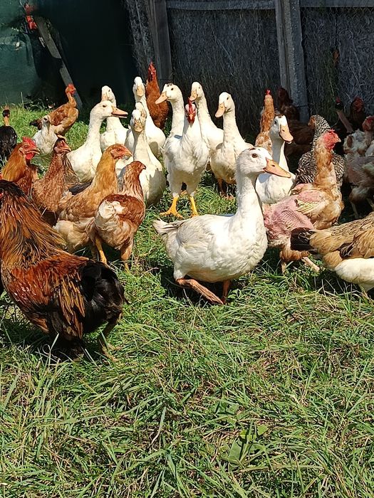 Puicuțe și rățuște