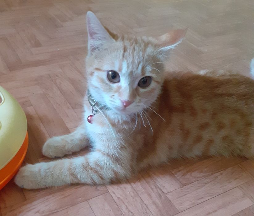 Отдам котёнка девочку 4 месяца