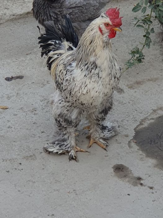 Чиройли ХУРОЗ соглом 1 ёшар Геофизикада