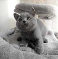 British shorthair blue