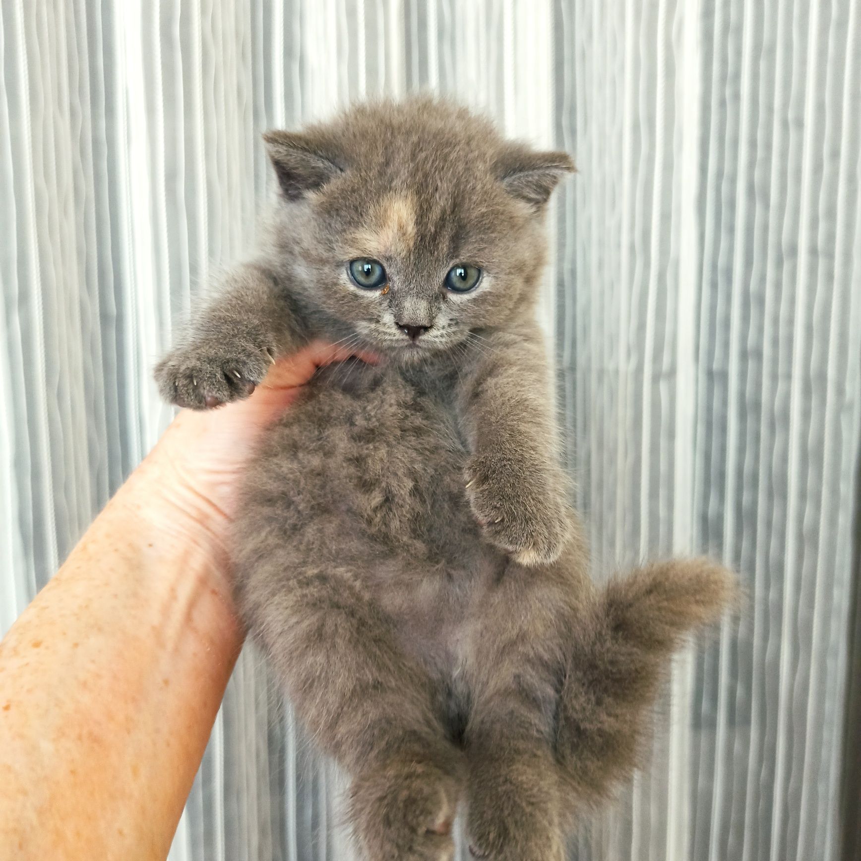 Продаюся девочки скоттиш страйт