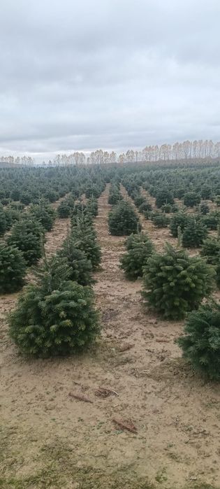 Brazi bogați ideali pentru multe ornamente