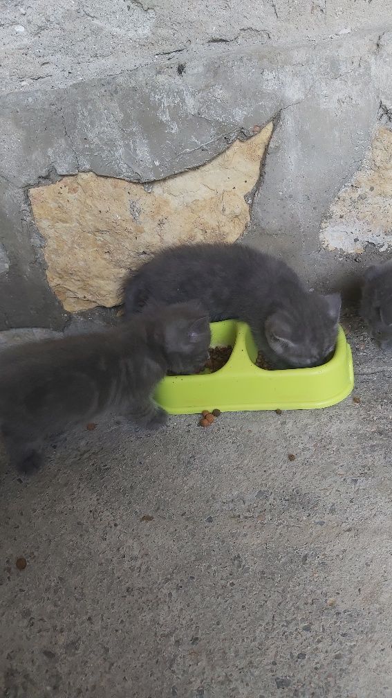 British Shorthair Mushuk