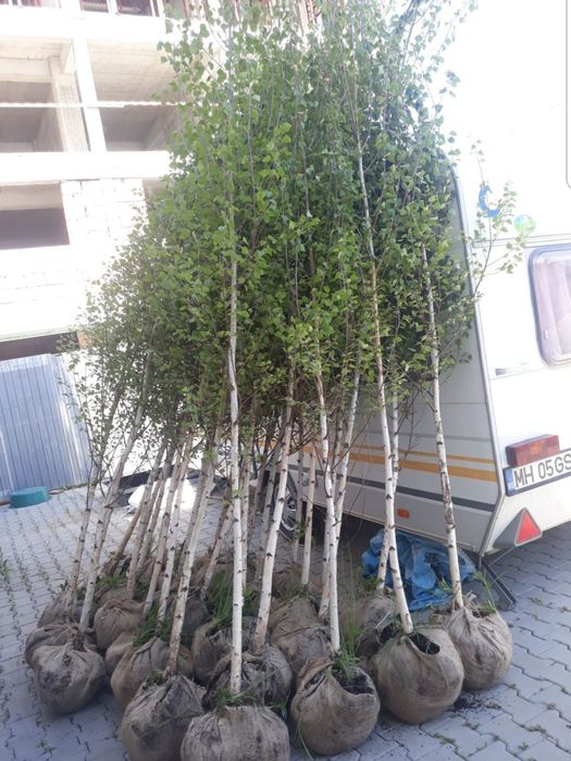 Vand mesteacăn cu coaja albă și tei de floare