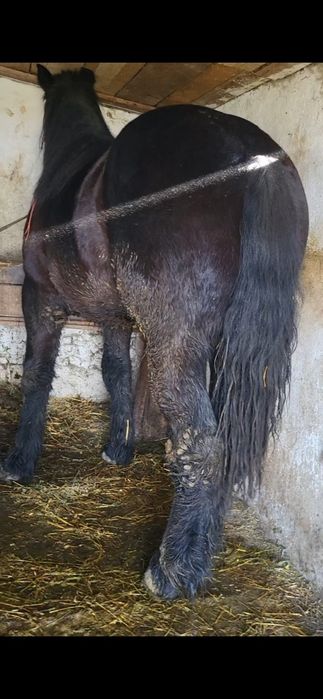 Vând sau schimb mânz de 1 și 8 luni 180 la greben 750 greutate