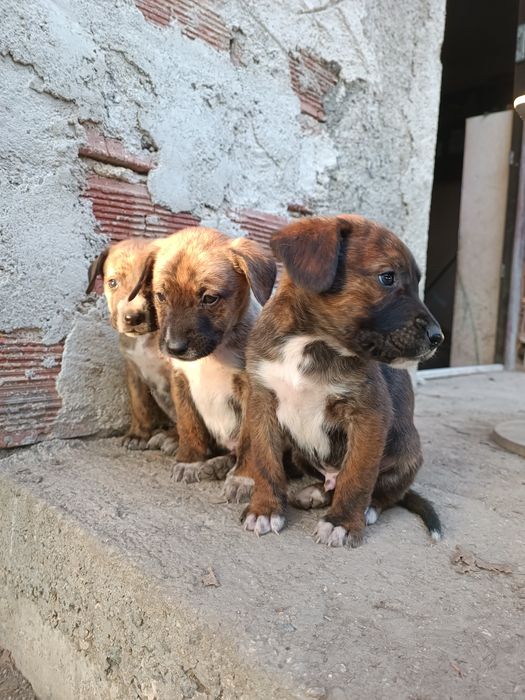 Подарявам кученца