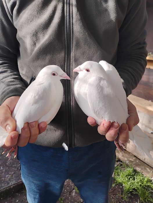 Porumbei albi postasi