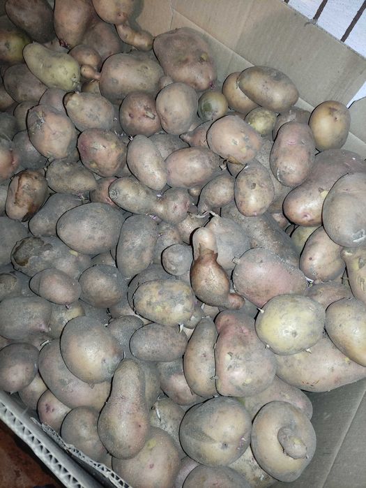 Продам картошку домашнюю крупную
