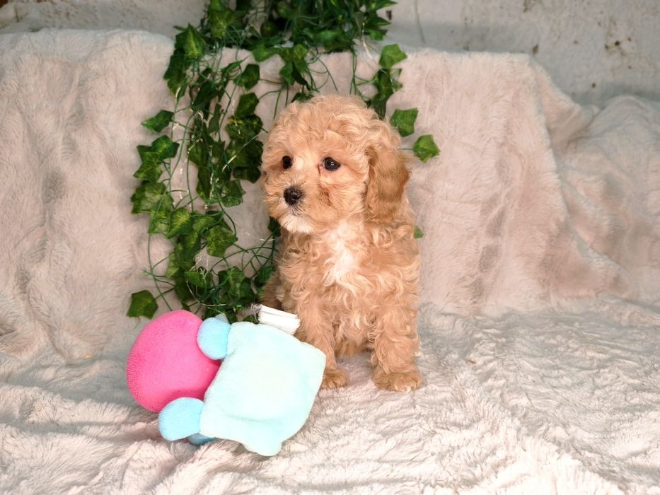 Vand fetita Maltipoo f1b mini toy - teacup