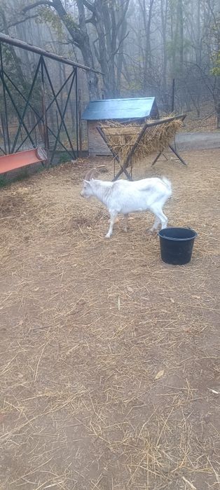 Țap sannen pentru monta