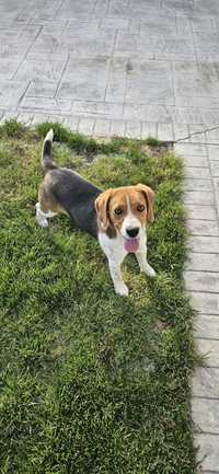 Beagle tricolor mascul - 9 luni