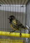 Canari papagali .