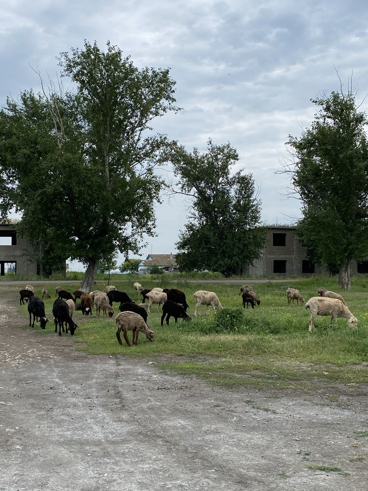 Продам баранов оптом