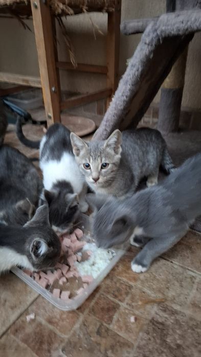 Puiuti de pisica care isi cauta o nouă casuta