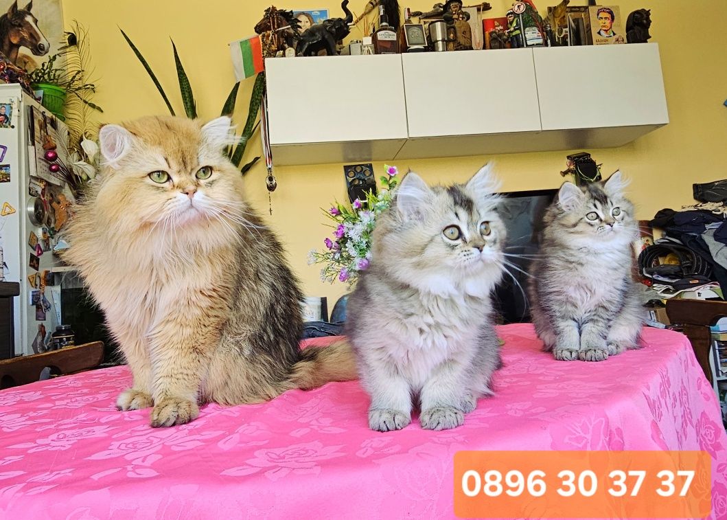 Дългокосмести златни котенца