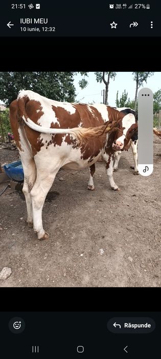 Vând junincă red holstain