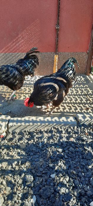Vand cocosi Australorp