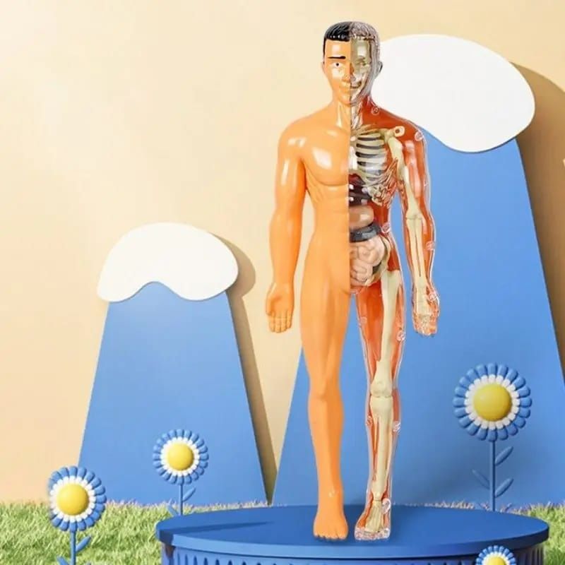 Corpul uman 3D Model Anatomic Organe + Schelet tip LEGO 30cm / +6 ani