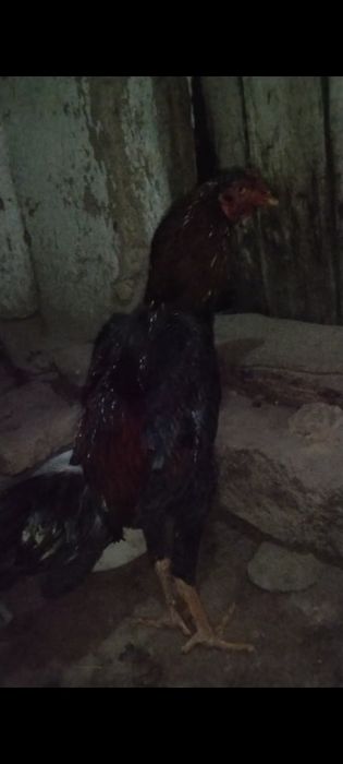 Дакан апрельский