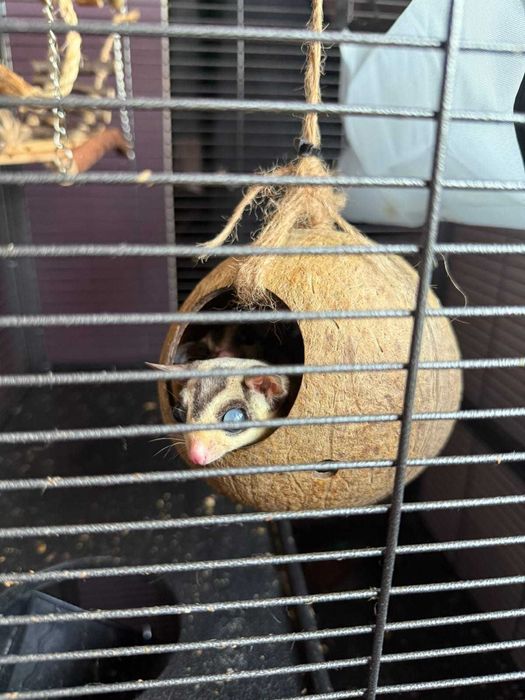 Vand 2 veverite zburatoare (sugar glider)