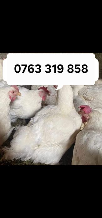 Gaini albe RASA GREA